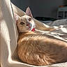 bedding, blanket, cat, collar, cozy, curled_up, domestic_animal, ears, feline, fur, ginger_cat, indoor, kitten, orange_cat, pet, portrait, relaxed, soft_texture, sunlight, whiskers