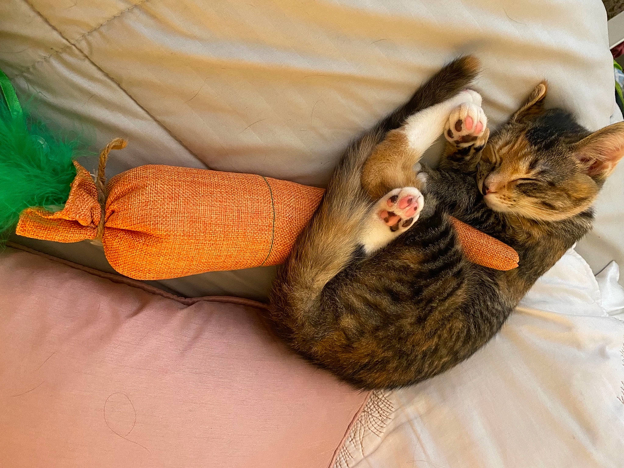 Maggie joined the competition — help win amazing prizes! carnivore, cat, comfort, domestic_short_haired_cat, fawn, felidae, fur, linens, nap, orange, paw, sleep, small_to_medium_sized_cats, tail, vertebrate, whiskers