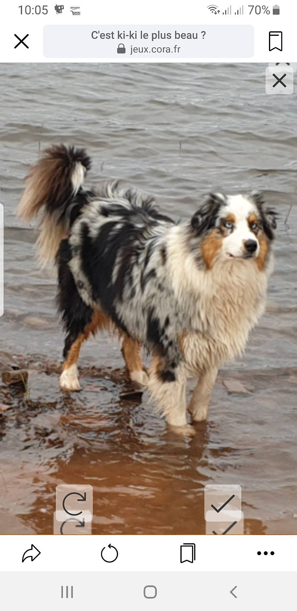 Holly participe au concours pour gagner de l'argent avec cette photo : ancient_dog_breeds, australian_collie, beach, canidae, carnivore, collie, companion_dog, dog, dog_breed, fur, herding_dog, scotch_collie, snout, sporting_group, terrestrial_animal, water, whiskers, wind_wave, working_animal, working_dog