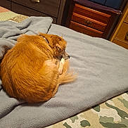 Pumba Star joined the competition — help win amazing prizes! bed, blanket, blanket_texture, brown, cabinet, canine, collar, comfort, cozy, curled_up, dog, drawer, fur, furniture, home, indoor, pet, resting, sleeping, wood