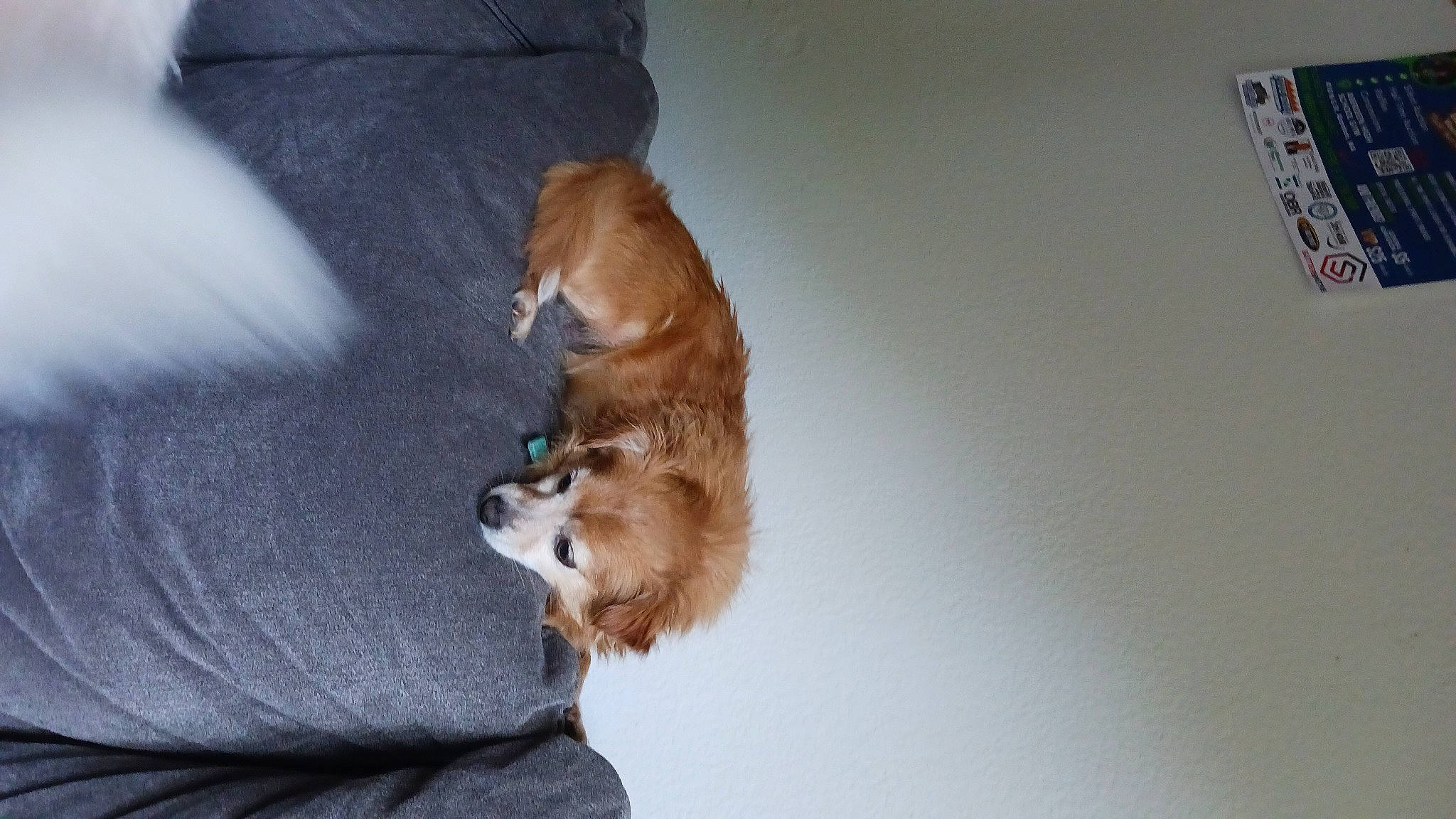 Pumba is registered to the contest to win money with this photo: canidae, carnivore, companion_dog, dog, dog_breed, fawn, felidae, fur, hardwood, liver, paw, snout, spitz, sporting_group, tail, toy_dog, whiskers, wood, working_animal, working_dog