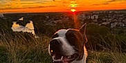 Mïa participe au concours pour gagner de l'argent avec cette photo : dog, sunset, outdoor, grass, harness, nature, sky, clouds, river, cityscape, smiling, pet, animal, evening, scenic, landscape, happy, canine, sun, golden_hour