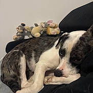 Mïa a rejoint le concours — aidez-le/la à gagner de superbes lots ! dog, resting, couch, plush_toys, stuffed_animals, indoor, sleepy, black_cushion, white_wall, close_up, pet, fur, paw, snuggling, companion, domestic_animal, relaxing, home, animal, cute