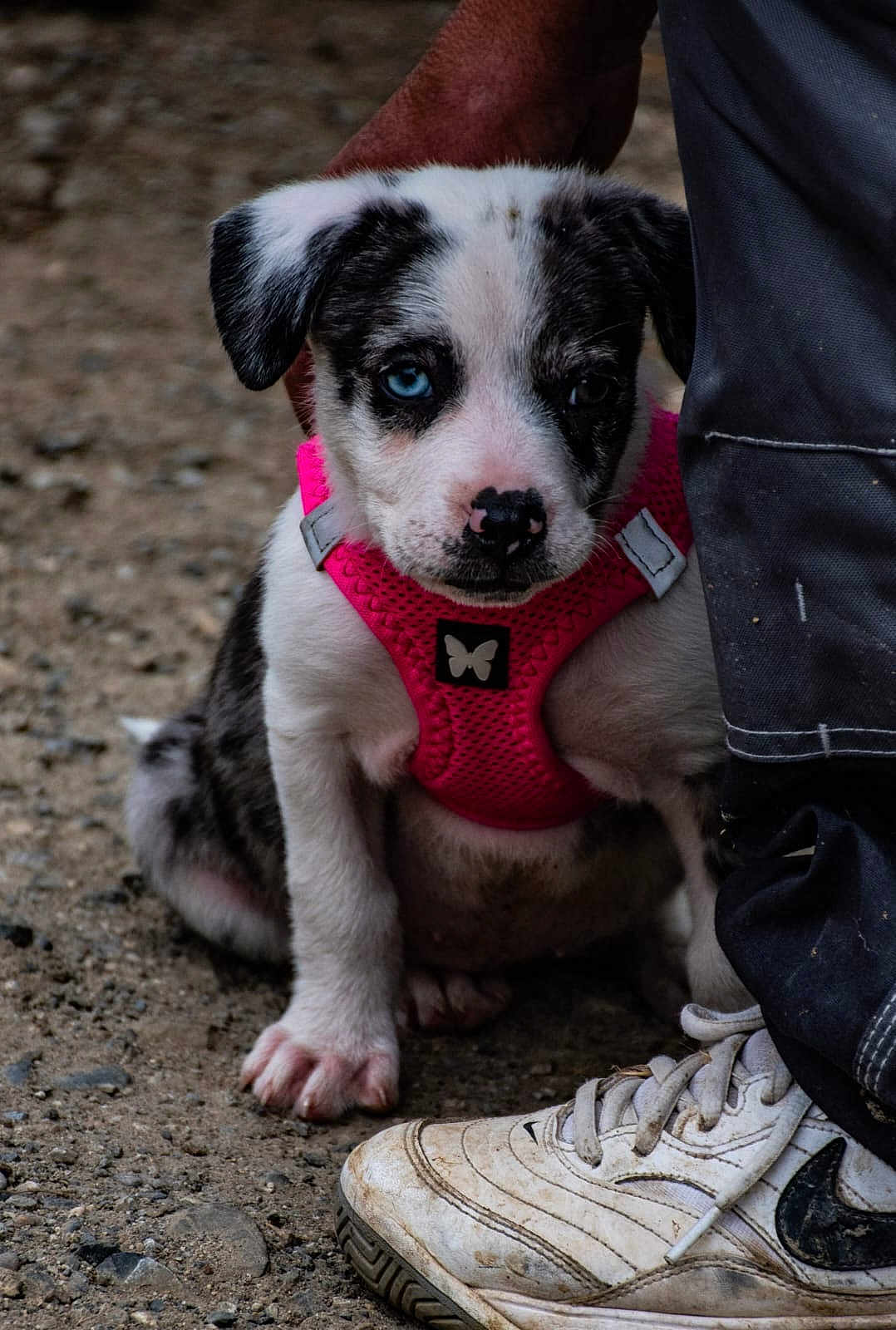 Mïa a rejoint le concours — aidez-le/la à gagner de superbes lots ! puppy, dog, pink_harness, heterochromia, blue_eye, brown_eye, person, sneakers, gravel, outdoor, pet, animal, small_dog, paw, black_and_white_fur, close_up, cute, sitting, footwear, pants