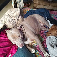 Lula participe au concours pour gagner de l'argent avec cette photo : bed, blanket, brown_dog, canine, carpet, couch, cozy, dog, domestic, furniture, home, indoor, living_room, pet, pillow, relaxing, resting, sleeping, tan_dog, textile