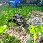 Hank joined the competition — help win amazing prizes! cat, tabby_cat, grass, garden, blue_chair, plant, leaves, outdoor, nature, yard, fence, brick_wall, greenery, relaxed, pet, animal, daylight, furniture, shrub, ground