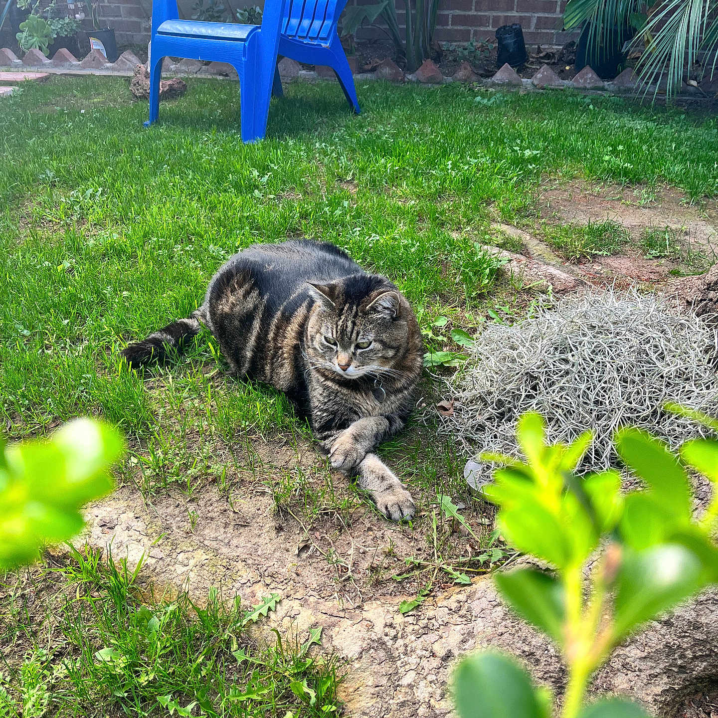 Hank joined the competition — help win amazing prizes! cat, tabby_cat, grass, garden, blue_chair, plant, leaves, outdoor, nature, yard, fence, brick_wall, greenery, relaxed, pet, animal, daylight, furniture, shrub, ground