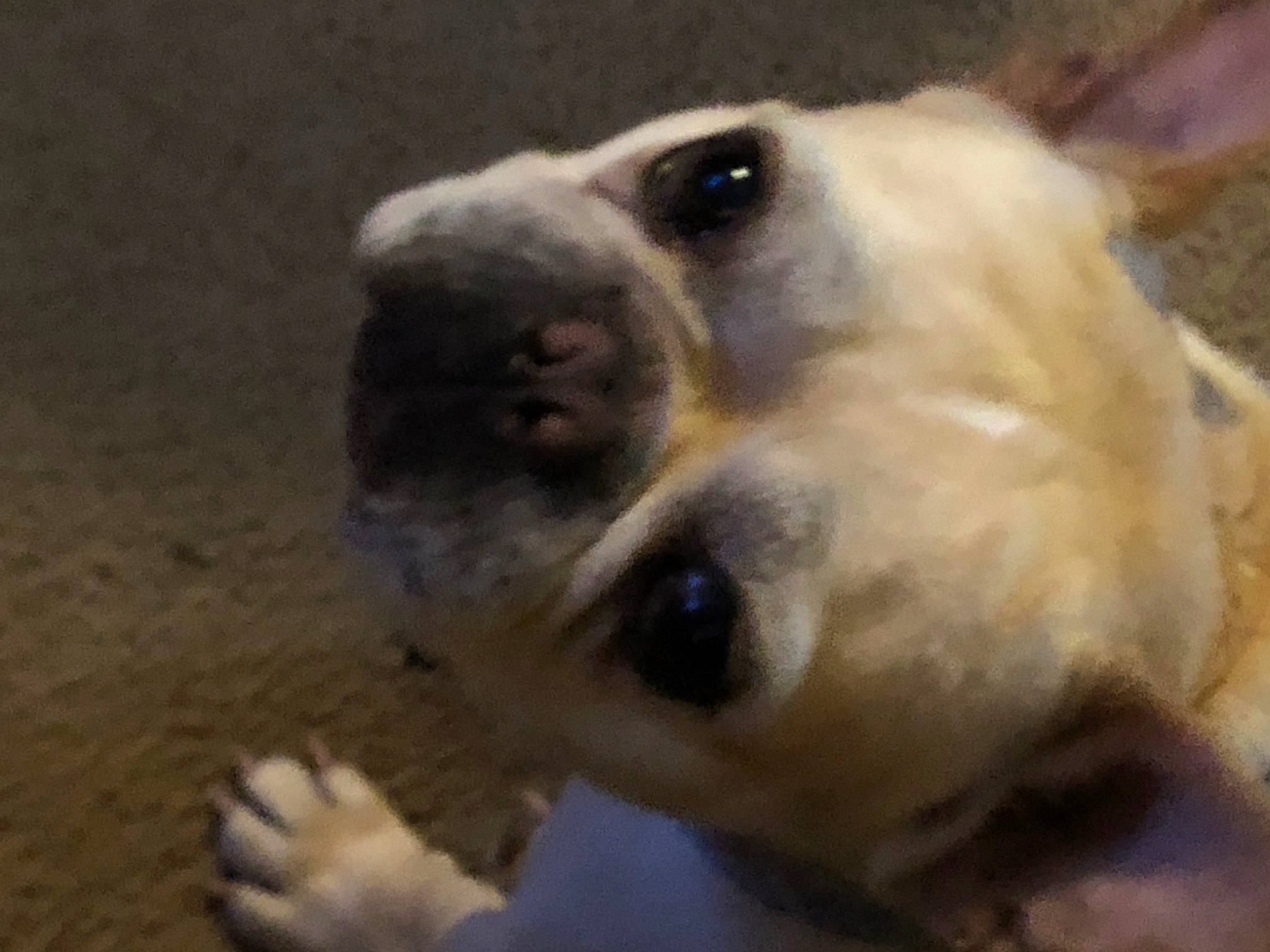 Avery is registered to the contest to win money with this photo: ancient_dog_breeds, canidae, carnivore, close_up, companion_dog, dog, dog_breed, fawn, fur, golden_retriever, jaw, non_sporting_group, paw, pet_supply, snout, sporting_group, terrestrial_animal, whiskers, working_animal