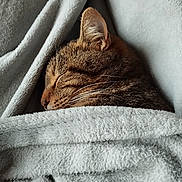 Udina a rejoint le concours — aidez-le/la à gagner de superbes lots ! animal, blanket, cat, kitten, person, pet, quilt, sleeping, towel