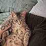 Cocoa is registered to the contest to win money with this photo: bed, belly, blanket, cat, close_up, cozy, cute, ears, fur, home, indoor, kitten, pet, pillow, portrait, relaxed, sitting, tabby_cat, tattooed_arm, whiskers
