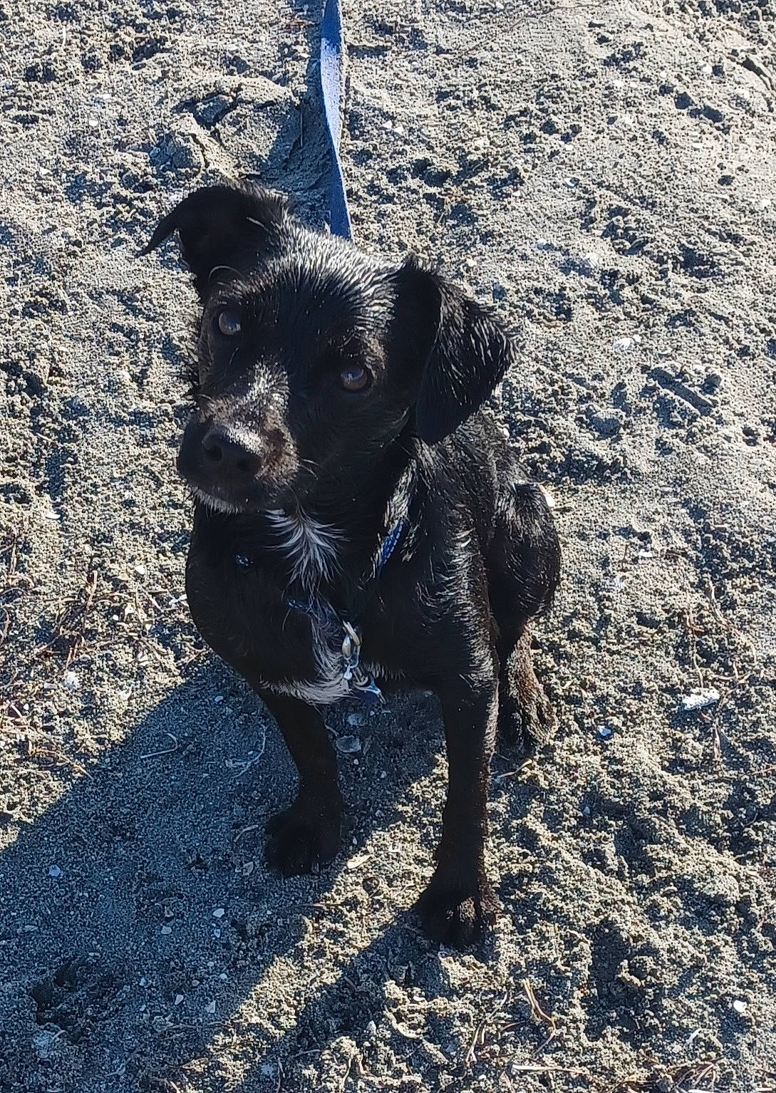 Buddy a rejoint le concours — aidez-le/la à gagner de superbes lots ! art, asphalt, canidae, carnivore, dog_breed, electric_blue, fur, grass, human_leg, landscape, peccary, road_surface, sand, shadow, snout, soil, sporting_group, tail, terrestrial_animal, working_animal