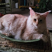 Aegon is registered to the contest to win money with this photo: bamboo_mat, book, candle, carpet, cat, chair, cozy, decor, dish, feline, fluffy, furniture, glass_table, home, indoor, living_room, pet, plant, resting, table