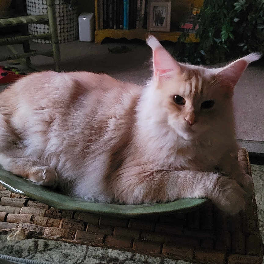 Aegon is registered to the contest to win money with this photo: bamboo_mat, book, candle, carpet, cat, chair, cozy, decor, dish, feline, fluffy, furniture, glass_table, home, indoor, living_room, pet, plant, resting, table