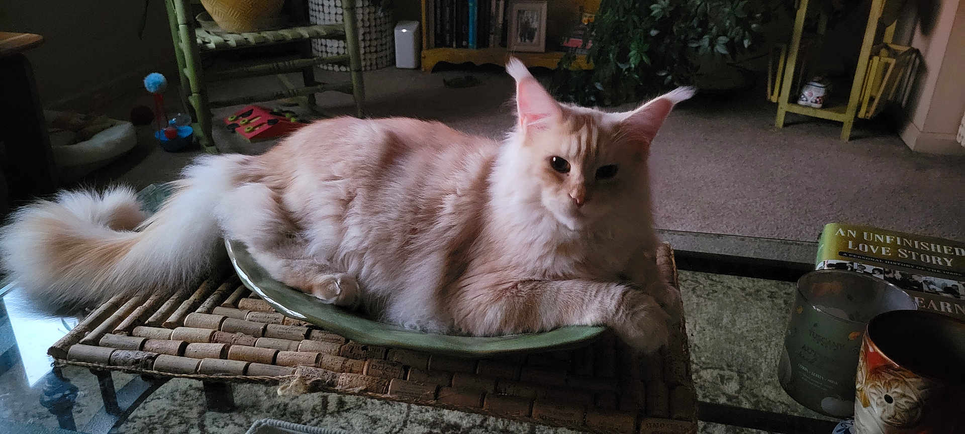 Aegon is registered to the contest to win money with this photo: bamboo_mat, book, candle, carpet, cat, chair, cozy, decor, dish, feline, fluffy, furniture, glass_table, home, indoor, living_room, pet, plant, resting, table