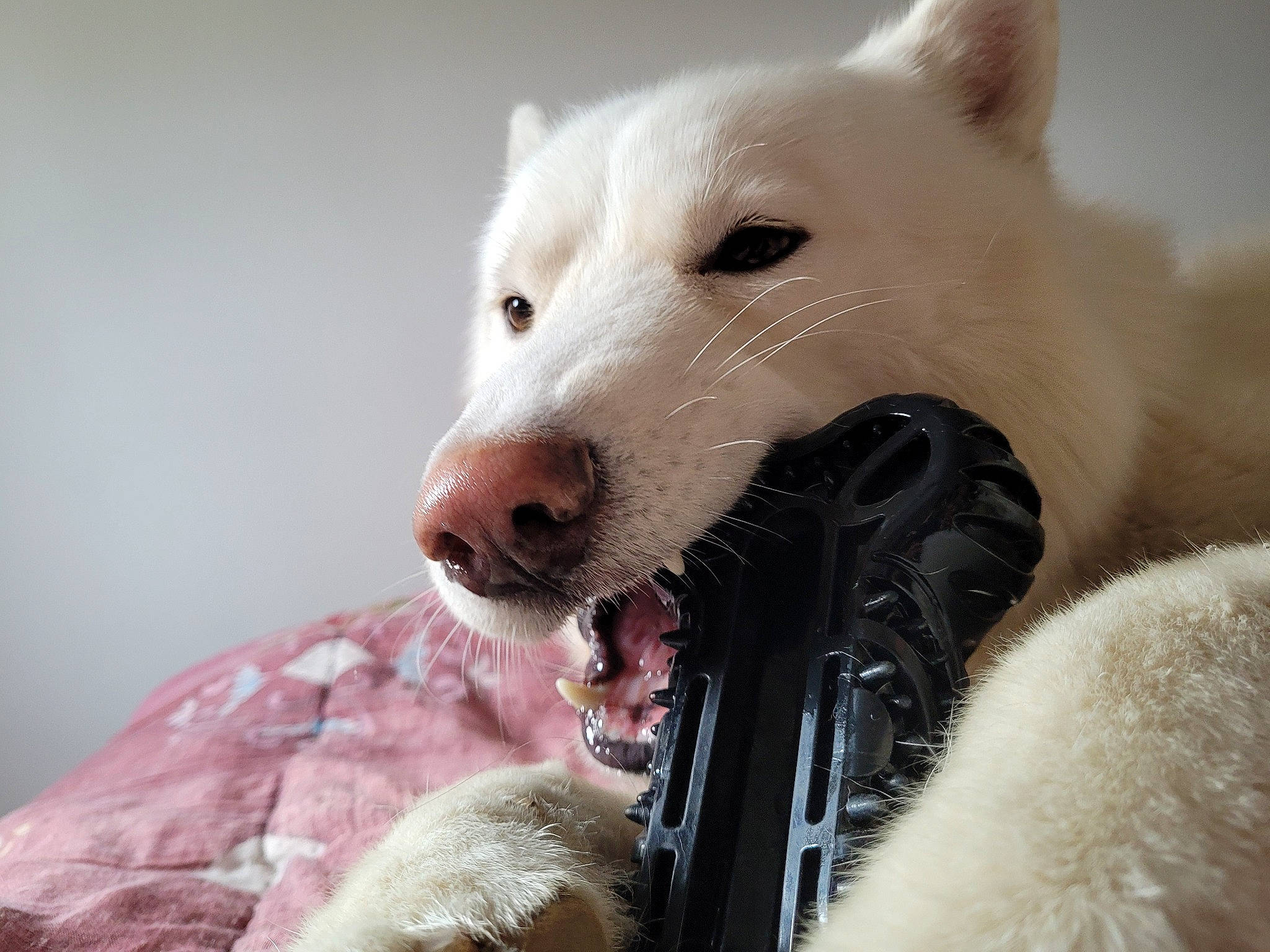 Snow participe au concours pour gagner de l'argent avec cette photo : american_eskimo_dog, canidae, carnivore, collar, companion_dog, dog, dog_breed, fawn, fur, german_spitz_mittel, japanese_spitz, jaw, mammal, samoyed, snout, sporting_group, terrestrial_animal, volpino_italiano, whiskers, working_animal