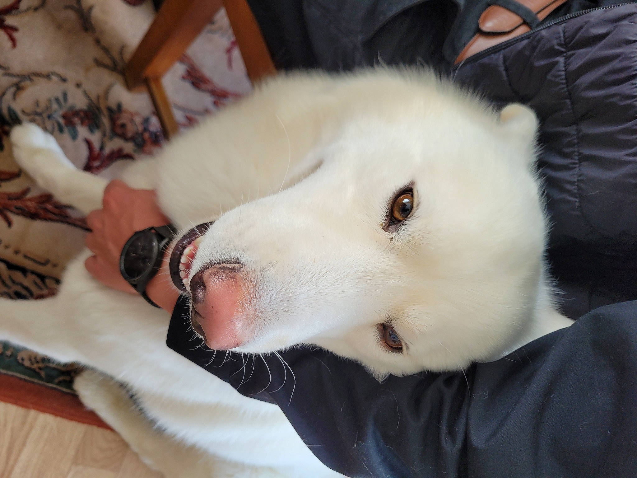 Snow participe au concours pour gagner de l'argent avec cette photo : canidae, carnivore, comfort, companion_dog, dog, dog_breed, ear, eyelash, fawn, fur, german_spitz, german_spitz_mittel, indian_spitz, japanese_spitz, samoyed, spitz, sporting_group, volpino_italiano, whiskers, working_animal