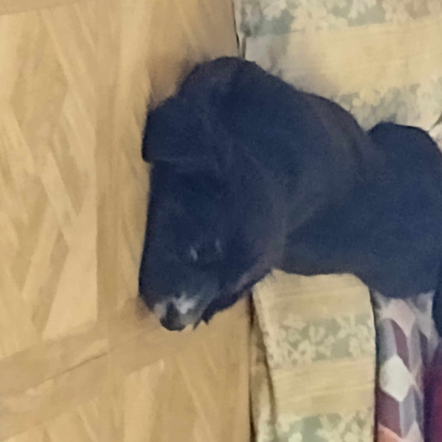 Bam Bam joined the competition — help win amazing prizes! canidae, carnivore, comfort, companion_dog, dog, dog_breed, fur, guard_dog, non_sporting_group, room, snout, sporting_group, tail, terrestrial_animal, wood, working_animal