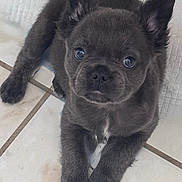 Luna is registered to the contest to win money with this photo: adorable, animal, canine, cute, dog, domestic_animal, ears, floor, fur, gray_fur, indoor, looking_up, lying_down, paws, pet, portrait, puppy, small_dog, tile_floor, young_dog