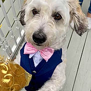 Milo joined the competition — help win amazing prizes! dog, white_dog, bow_tie, vest, pet, cute, outdoor, wooden_deck, furry, small_dog, looking_up, adorable, fluffy, pink_bow_tie, blue_vest, paws, close_up, animal, pet_clothing, friendly