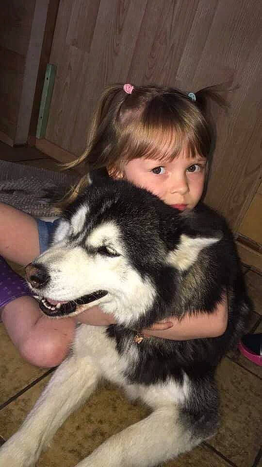 Maïna a rejoint le concours — aidez-le/la à gagner de superbes lots ! canidae, carnivore, companion_dog, dog, dog_breed, flooring, fur, hand, luggage_and_bags, non_sporting_group, person, siberian_husky, sitting, sled_dog, snout, sporting_group, terrestrial_animal, toddler, working_dog