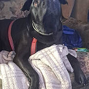 Django is registered to the contest to win money with this photo: animal, black_dog, blanket, canine, collar, couch, cozy, curious, dog, domestic_animal, furniture, home, indoor, leash, license_plate, looking_up, pet, relaxed, resting, towel