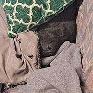 Django is registered to the contest to win money with this photo: bedding, black_dog, blanket, closeup, comfort, couch, cozy, dog, fabric, fur, home_interior, indoor, muzzle, pet, pillow, portrait, resting, sleeping, snuggle, soft_texture