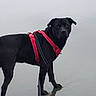 animal, beach, black_dog, canine, companion, dog, foggy, leash, looking_at_camera, outdoors, overcast, paws, pet, portrait, red_harness, reflection, sand, standing, water, wet