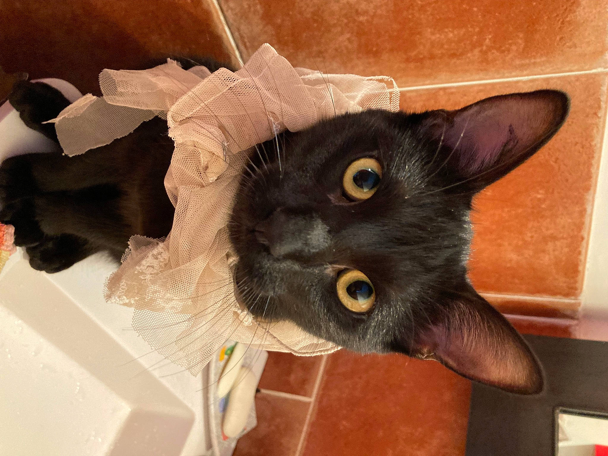 Socrate participe au concours pour gagner de l'argent avec cette photo : black_cat, box, cardboard, carnivore, carton, cat, domestic_short_haired_cat, ear, fawn, felidae, fur, packaging_and_labeling, paper_product, small_to_medium_sized_cats, snout, whiskers