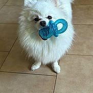 Umy a rejoint le concours — aidez-le/la à gagner de superbes lots ! animal, canine, dog, eskimodog, pet, puppy, terrier, whitedog