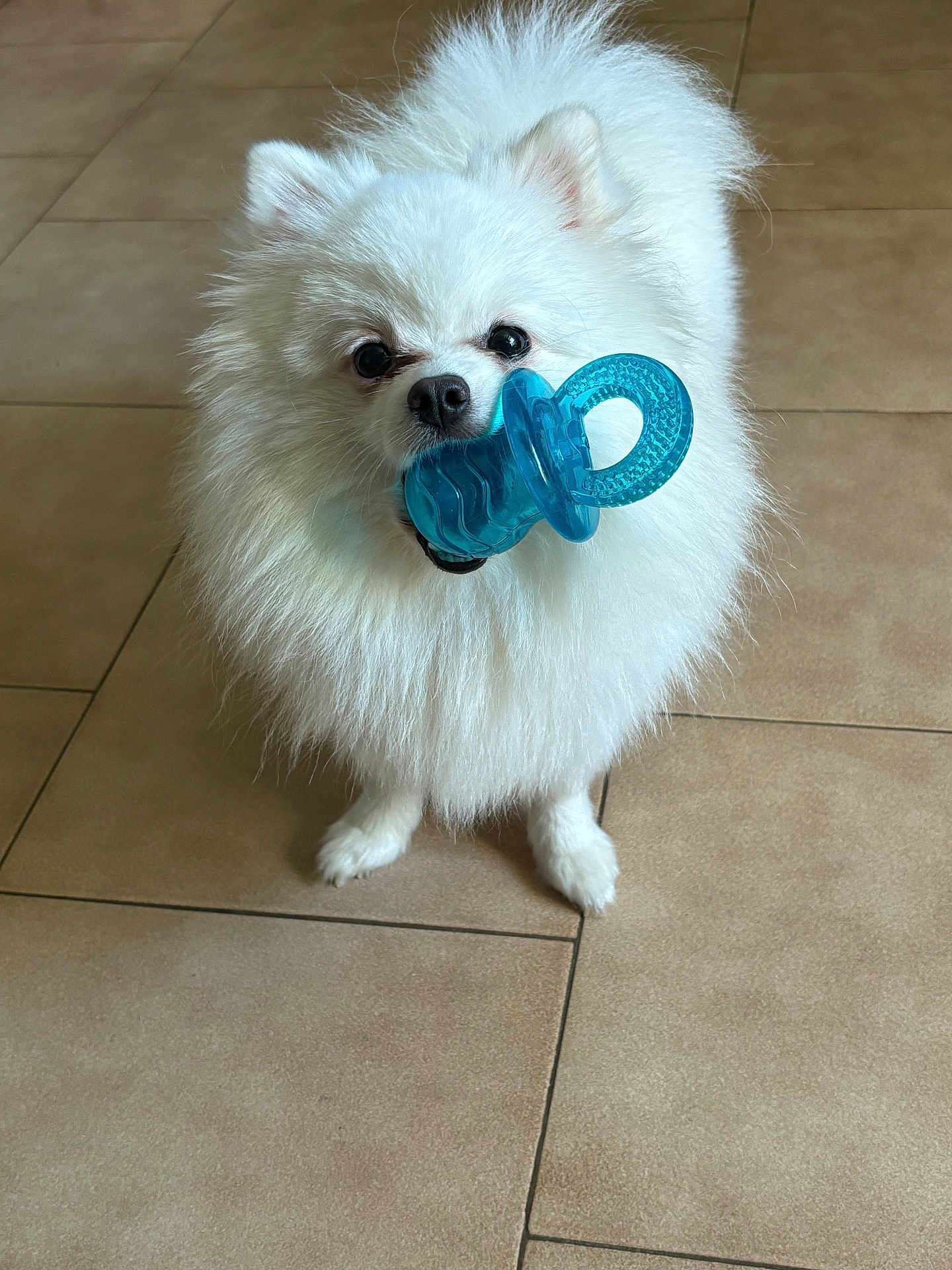 Umy a rejoint le concours — aidez-le/la à gagner de superbes lots ! animal, canine, dog, eskimodog, pet, puppy, terrier, whitedog