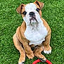 bulldog, puppy, dog, grass, toy, red_ring, pet, animal, cute, sitting, outdoor, playful, young_dog, canine, fur, ears, paws, face, looking_up, adorable