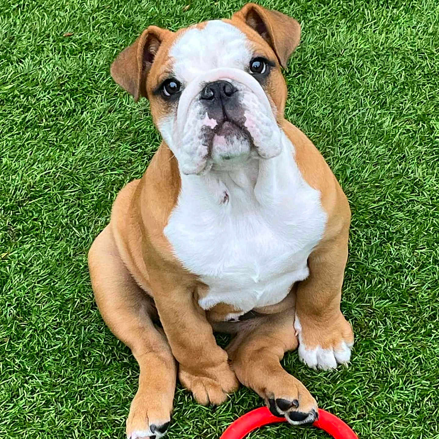 Athena participe au concours pour gagner de l'argent avec cette photo : adorable, animal, bulldog, canine, cute, dog, ears, face, fur, grass, looking_up, outdoor, paws, pet, playful, puppy, red_ring, sitting, toy, young_dog