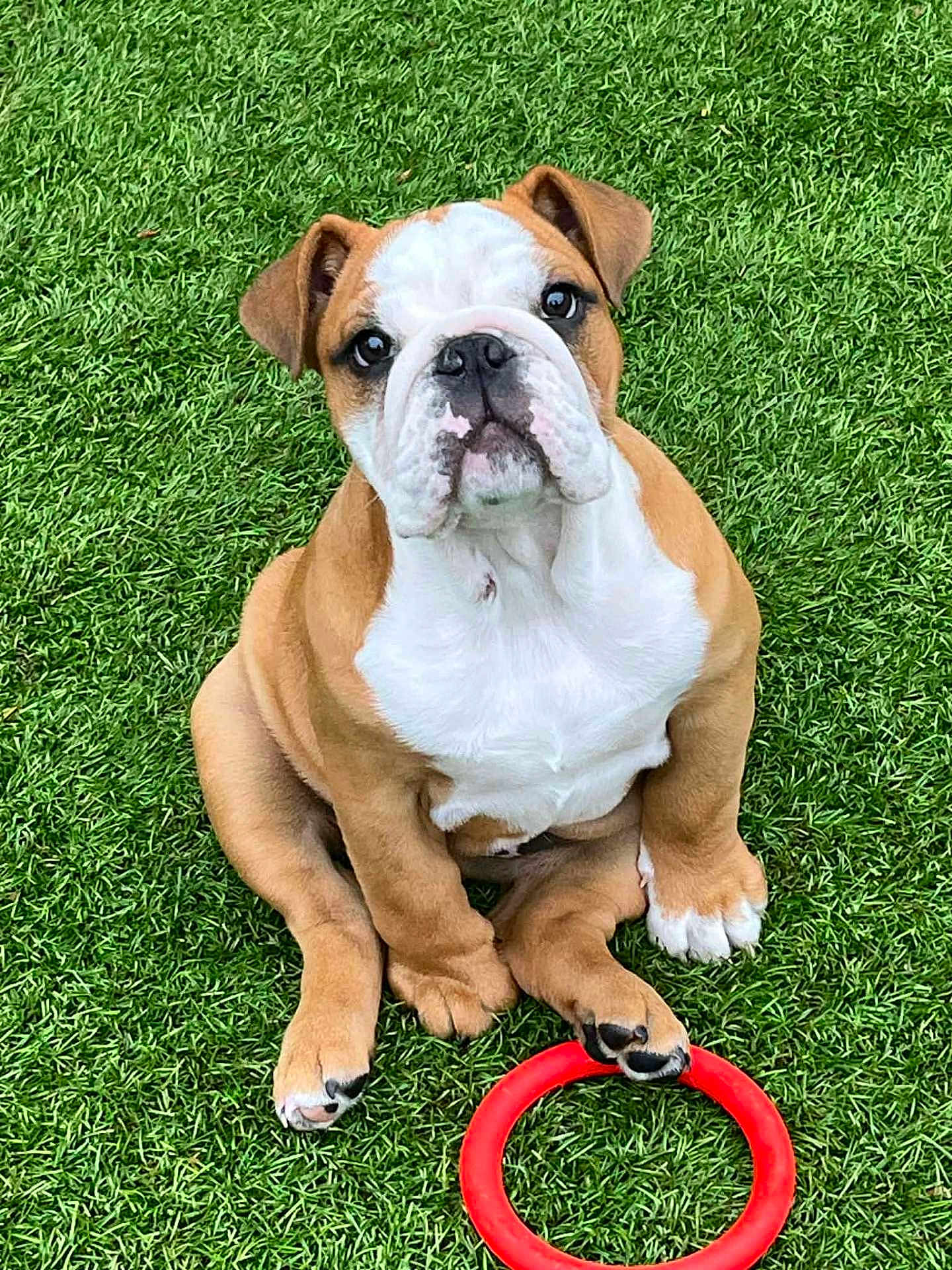Athena participe au concours pour gagner de l'argent avec cette photo : bulldog, puppy, dog, grass, toy, red_ring, pet, animal, cute, sitting, outdoor, playful, young_dog, canine, fur, ears, paws, face, looking_up, adorable