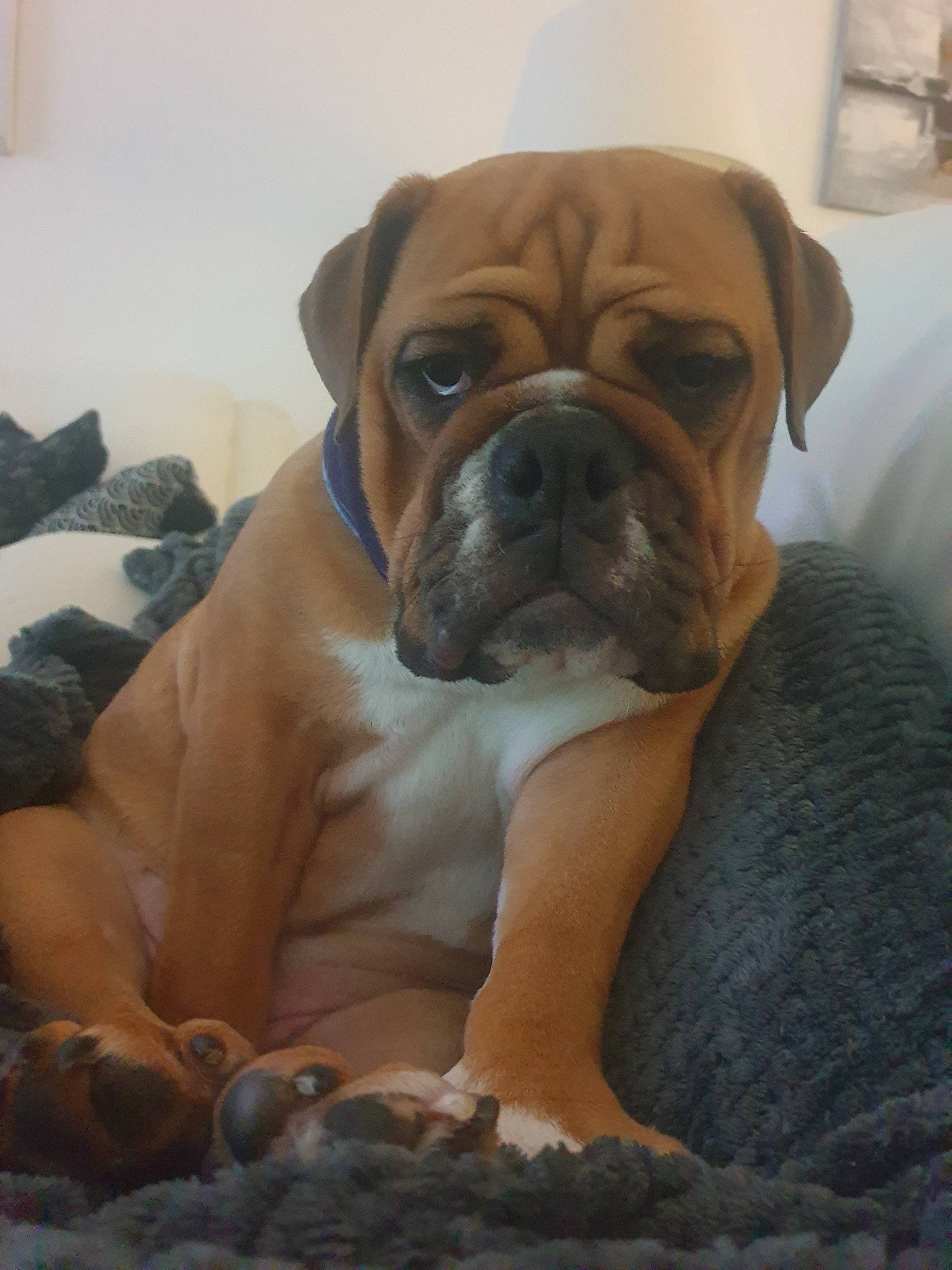 Una participe au concours pour gagner de l'argent avec cette photo : ancient_dog_breeds, bored, bulldog, canidae, carnivore, comfort, companion_dog, dog, dog_breed, fawn, molosser, non_sporting_group, old_english_bulldog, snout, sporting_group, terrestrial_animal, whiskers, working_animal, working_dog, wrinkle