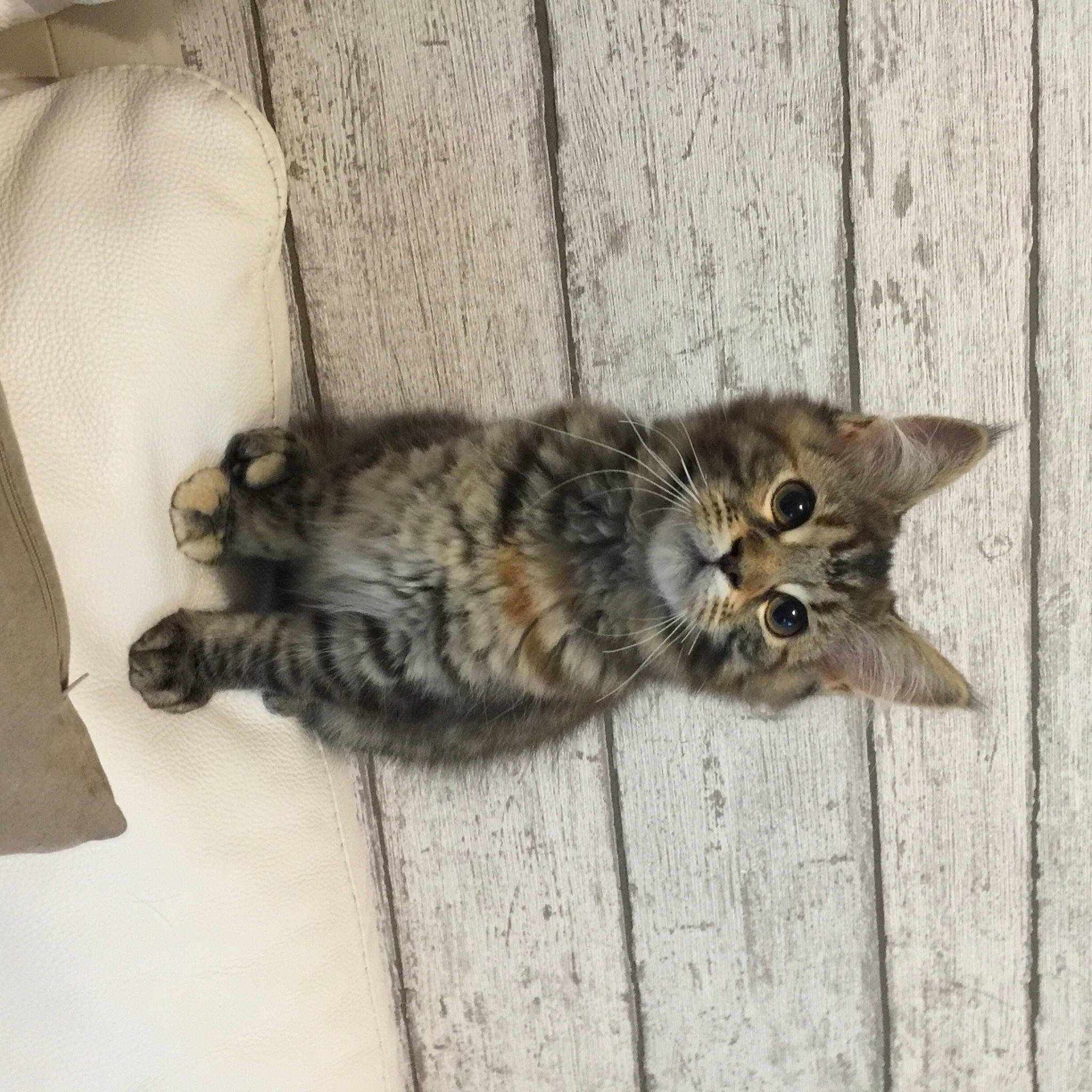 Reine a rejoint le concours — aidez-le/la à gagner de superbes lots ! carnivore, cat, claw, comfort, domestic_short_haired_cat, eye, fawn, felidae, flooring, fur, grey, mammal, paw, sitting, small_to_medium_sized_cats, snout, tail, terrestrial_animal, whiskers, wood