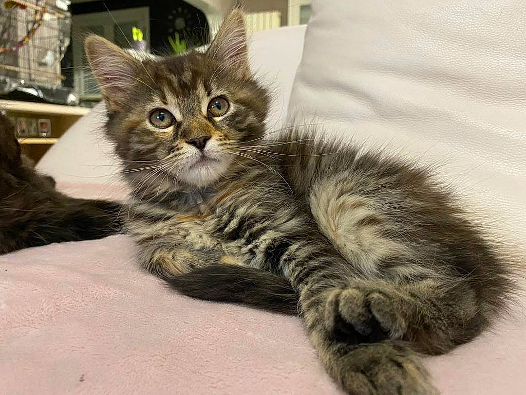 Reine participe au concours pour gagner de l'argent avec cette photo : bed, carnivore, cat, claw, comfort, domestic_short_haired_cat, ear, felidae, fur, paw, sitting, small_to_medium_sized_cats, snout, tail, terrestrial_animal, whiskers