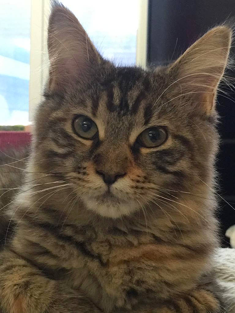 Reine participe au concours pour gagner de l'argent avec cette photo : carnivore, cat, domestic_short_haired_cat, felidae, fur, paw, small_to_medium_sized_cats, snout, terrestrial_animal, tree, whiskers, wildlife, window