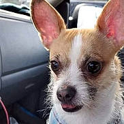 Manly is registered to the contest to win money with this photo: dog, small_dog, puppy, close_up, car_interior, pet, animal, ears, tongue, cute, fur, whiskers, nose, eyes, face, indoors, transportation, seat, window, companion