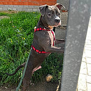 Roy a rejoint le concours — aidez-le/la à gagner de superbes lots ! brick_wall, concrete_post, dirt, dog, ears, flower, grass, greenery, leash, looking_at_camera, muzzle, outdoor, paws, pet, pitbull, portrait, red_harness, sidewalk, standing, stone