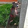 brick_wall, concrete_post, dirt, dog, ears, flower, grass, greenery, leash, looking_at_camera, muzzle, outdoor, paws, pet, pitbull, portrait, red_harness, sidewalk, standing, stone
