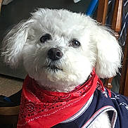 Christmas joined the competition — help win amazing prizes! dog, white_dog, bandana, red_bandana, clothing, indoor, pet, fluffy, cute, small_dog, fur, looking_up, chair, blanket, wooden_furniture, nose, ears, portrait, domestic_animal, animal