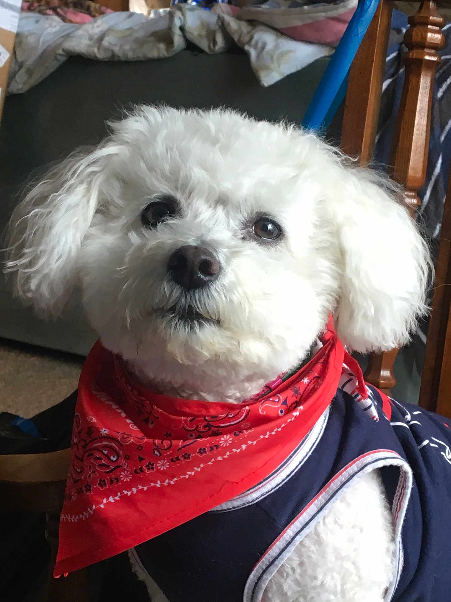 Christmas joined the competition — help win amazing prizes! dog, white_dog, bandana, red_bandana, clothing, indoor, pet, fluffy, cute, small_dog, fur, looking_up, chair, blanket, wooden_furniture, nose, ears, portrait, domestic_animal, animal