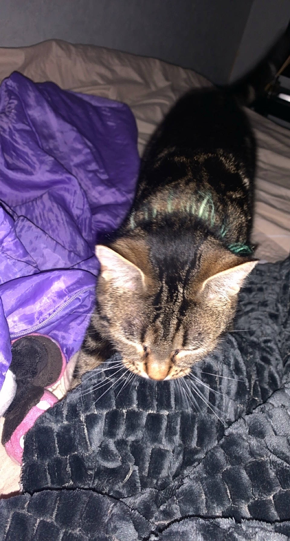 Tigrou participe au concours pour gagner de l'argent avec cette photo : basket, black_cat, carnivore, cat, claw, comfort, domestic_short_haired_cat, electric_blue, felidae, fur, linens, nap, pattern, sleep, small_to_medium_sized_cats, snout, tail, terrestrial_animal, textile, whiskers