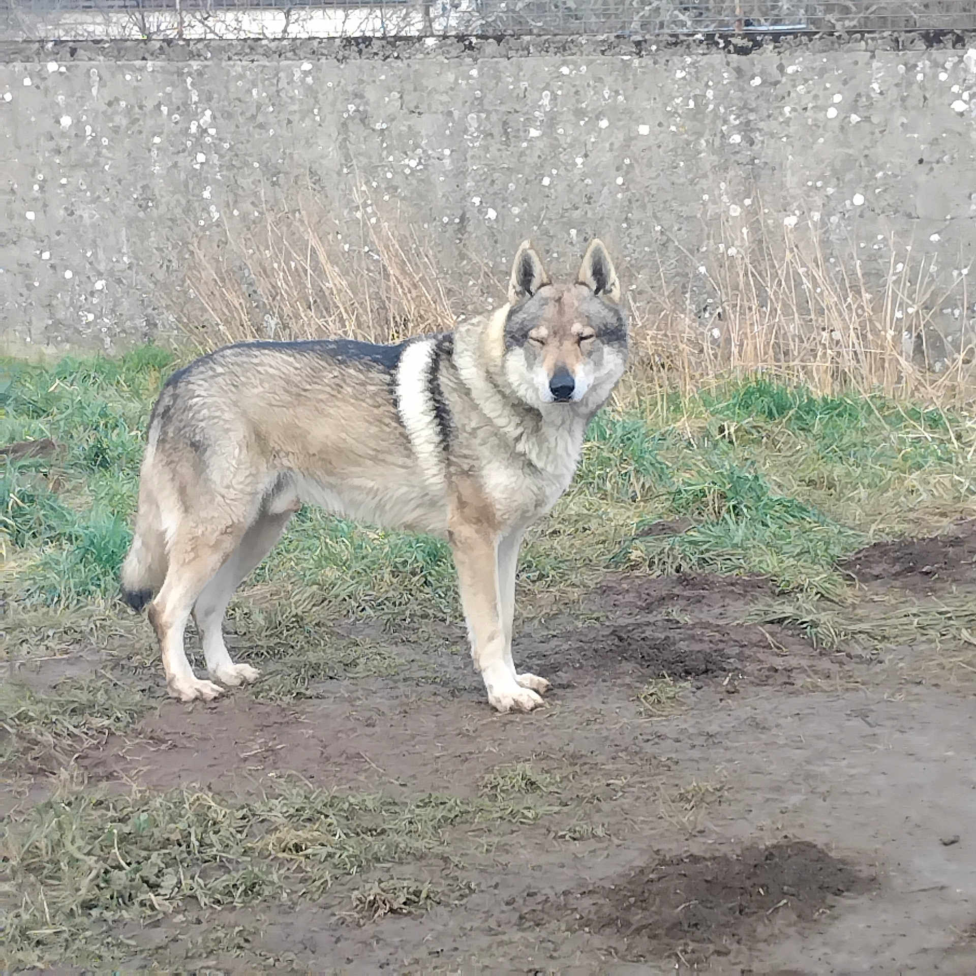 Maeline Flegar participe au concours pour gagner de l'argent avec cette photo : alert, animal, brown, canine, daylight, dog, ears, fur, grass, gray, ground, mud, nature, outdoor, plant, side_view, standing, tail, wall, wildlife