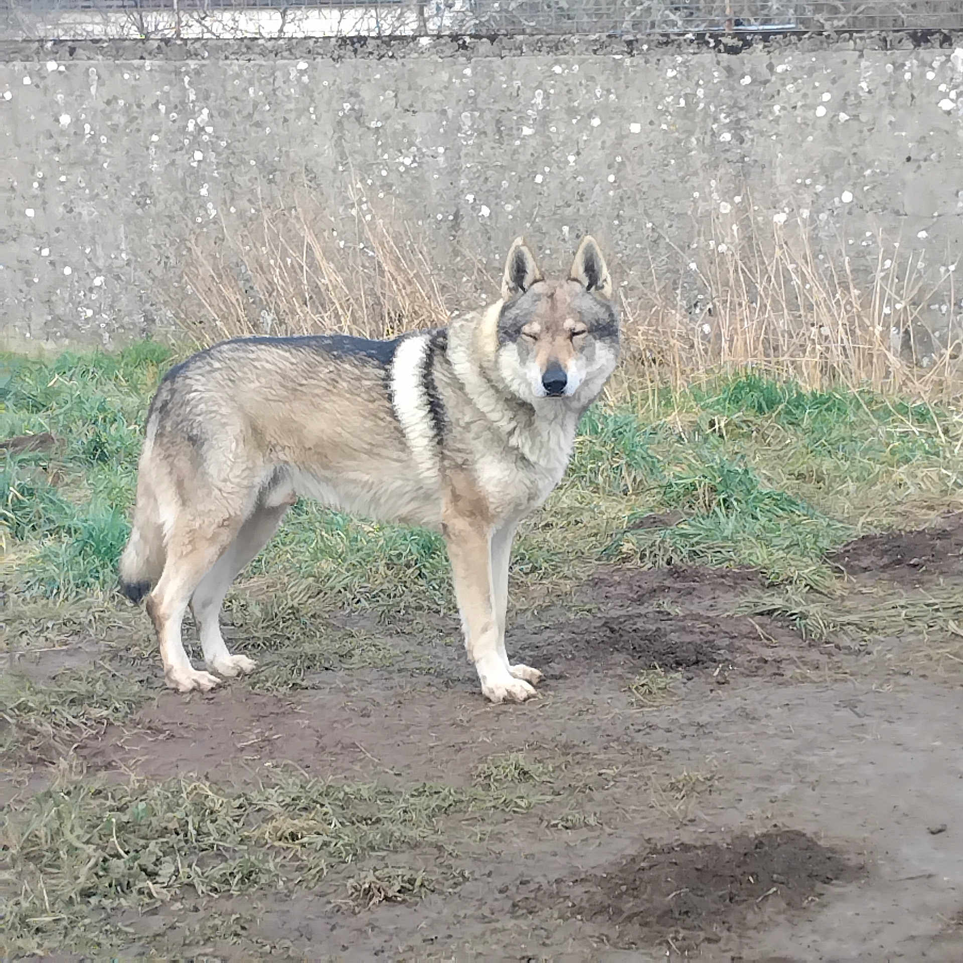 Maeline Flegar participe au concours pour gagner de l'argent avec cette photo : dog, animal, canine, outdoor, grass, mud, wall, fur, standing, nature, wildlife, ears, tail, side_view, alert, brown, gray, daylight, plant, ground
