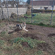 Maeline Flegar participe au concours pour gagner de l'argent avec cette photo : dog, outdoor, grass, dirt, fence, wheelbarrow, yard, animal, pet, muddy, rural, house, nature, canine, quiet, daytime, resting, earth, fur