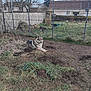 dog, outdoor, grass, dirt, fence, wheelbarrow, yard, animal, pet, muddy, rural, house, nature, canine, quiet, daytime, resting, earth, fur