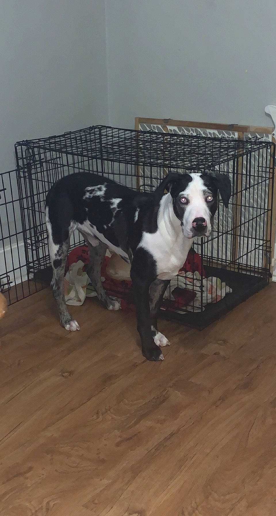 Reggie joined the competition — help win amazing prizes! carnivore, chair, collar, companion_dog, dog, dog_breed, dog_collar, dog_supply, fawn, floor, flooring, hardwood, laminate_flooring, leash, pet_supply, snout, tail, wood, wood_flooring, working_animal