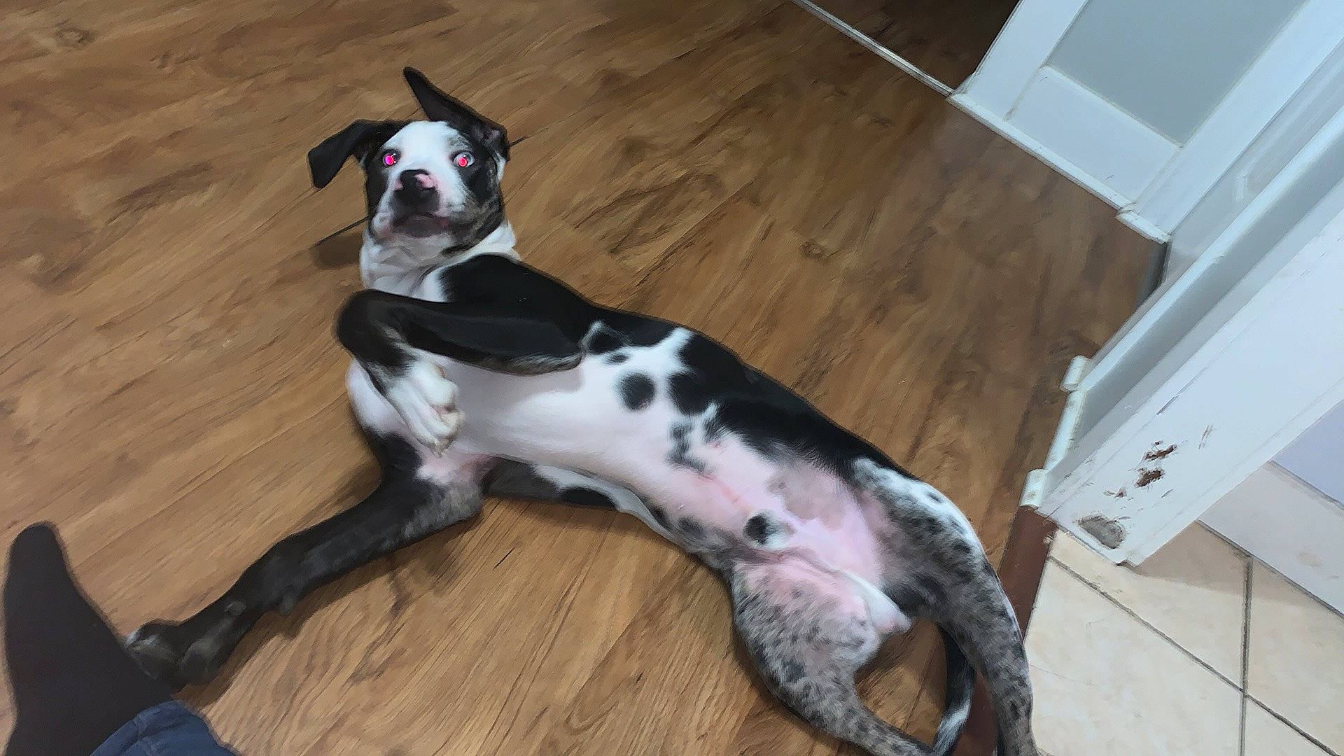 Reggie is registered to the contest to win money with this photo: boston_terrier, carnivore, collar, companion_dog, dog, dog_breed, dog_collar, dog_supply, fawn, flooring, fur, hardwood, laminate_flooring, paw, pet_supply, snout, tail, wood, wood_flooring, working_animal
