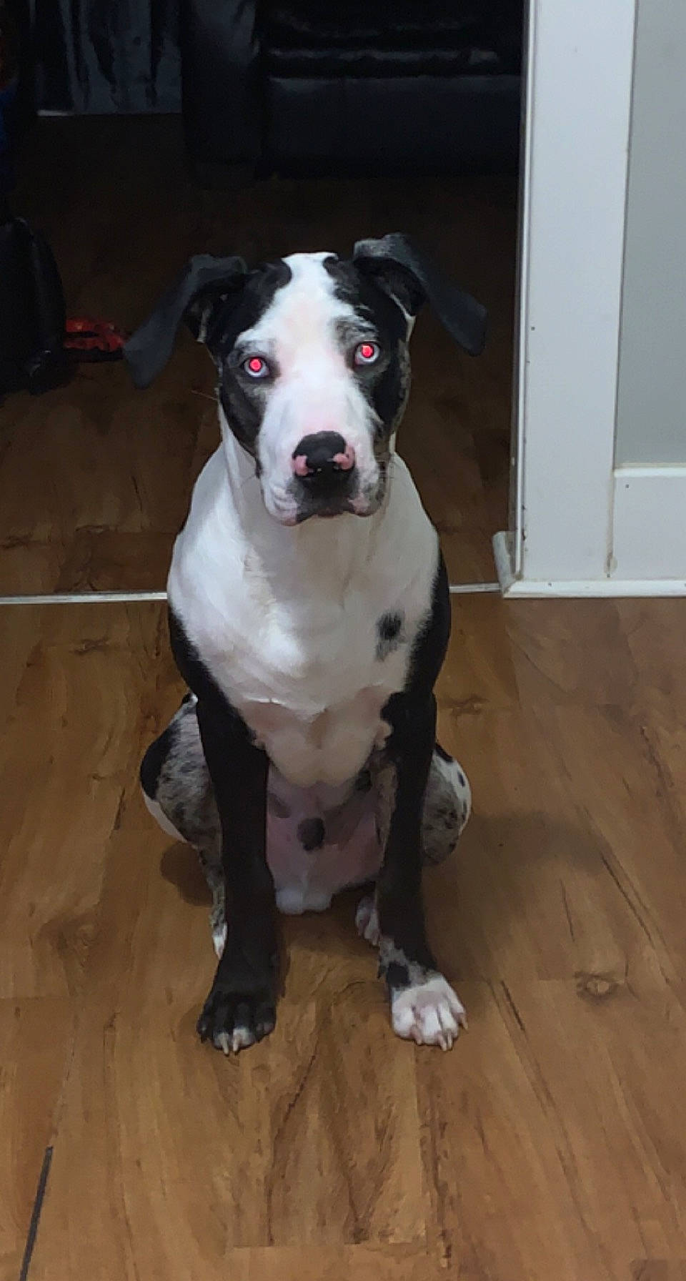 Reggie joined the competition — help win amazing prizes! canidae, carnivore, collar, companion_dog, dog, dog_breed, dog_collar, door, fawn, flooring, hardwood, laminate_flooring, plank, sporting_group, varnish, whiskers, wood, wood_flooring, wood_stain, working_animal